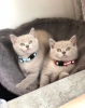 Photo №1. british shorthair - for sale in the city of Hong Kong | Is free | Announcement № 105777