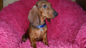 Additional photos: Standard smooth-haired dachshund puppies for sale