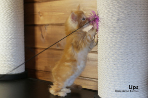 Additional photos: Maine Coon kitten red marble boy