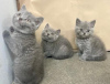 Photo №2 to announcement № 95805 for the sale of british shorthair - buy in Germany 
