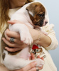 Photo №2 to announcement № 8589 for the sale of american bulldog - buy in Ukraine breeder