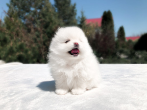 Photo №2 to announcement № 6482 for the sale of pomeranian - buy in Ukraine private announcement, from nursery