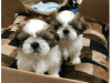 Photo №1. shih tzu - for sale in the city of Huwaylat | 426$ | Announcement № 13806