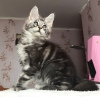 Photo №3. Maine Coon kittens. Russian Federation