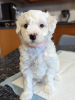 Photo №2 to announcement № 83630 for the sale of maltese dog - buy in United States private announcement