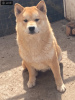 Photo №2 to announcement № 107897 for the sale of shiba inu - buy in Serbia breeder