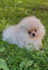 Photo №2 to announcement № 11575 for the sale of pomeranian - buy in Ukraine breeder