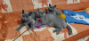 Photo №2 to announcement № 14841 for the sale of british shorthair - buy in Germany private announcement