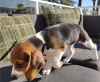 Photo №2 to announcement № 59085 for the sale of beagle - buy in United States private announcement