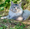Photo №4. I will sell maine coon in the city of Tashkent. from nursery - price - 2000$