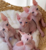 Photo №1. sphynx cat - for sale in the city of Лювен | 158$ | Announcement № 123525