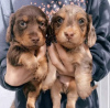 Photo №1. dachshund - for sale in the city of Berlin | Is free | Announcement № 127145