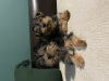 Photo №2 to announcement № 81736 for the sale of yorkshire terrier - buy in Belgium private announcement