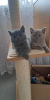 Photo №3. GCCF Registered Pure Blue British Shorthair Kittens. Germany