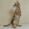 Photo №1. savannah cat - for sale in the city of Berlin | 158$ | Announcement № 97599