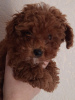 Photo №1. poodle (toy) - for sale in the city of Koblenz | negotiated | Announcement № 41983