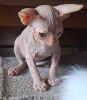 Photo №2 to announcement № 117212 for the sale of sphynx cat - buy in Germany private announcement