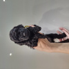 Photo №3. black miniature poodle booking. Belarus