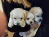 Photo №1. maltese dog - for sale in the city of Degerby | 338$ | Announcement № 120632