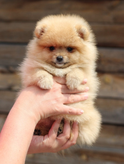 Photo №2 to announcement № 2463 for the sale of pomeranian - buy in Russian Federation from nursery