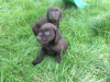 Photo №2 to announcement № 126472 for the sale of labrador retriever - buy in Netherlands private announcement