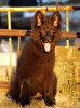 Photo №2 to announcement № 111540 for the sale of german shepherd - buy in Egypt private announcement, from nursery, breeder