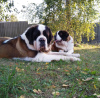 Additional photos: Saint Bernard puppies