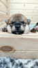 Photo №2 to announcement № 11368 for the sale of shiba inu - buy in Russian Federation breeder