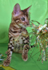 Photo №1. bengal cat - for sale in the city of Смолевичи | 264$ | Announcement № 102779