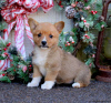 Photo №3. Adorable KC registered Pembrokeshire Corgi puppies. Greece