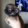 Photo №1. chihuahua - for sale in the city of Munich | 269$ | Announcement № 105044