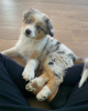 Photo №1. australian shepherd - for sale in the city of Bucharest | negotiated | Announcement № 94670