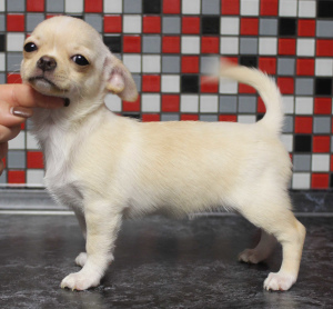 Photo №4. I will sell chihuahua in the city of Москва. breeder - price - 731$