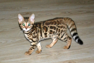 Photo №2 to announcement № 4249 for the sale of bengal cat - buy in Russian Federation from nursery