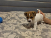 Photo №2 to announcement № 25914 for the sale of jack russell terrier - buy in Belarus breeder
