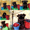 Photo №2 to announcement № 7600 for the sale of  - buy in Ukraine private announcement, from nursery, breeder