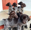 Photo №3. German Shorthaired puppies for adoption. Germany