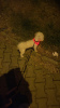 Photo №1. Mating service - breed: maltese dog. Price - Is free