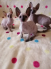Photo №2 to announcement № 30004 for the sale of cornish rex - buy in Germany private announcement
