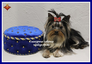Photo №2 to announcement № 6233 for the sale of yorkshire terrier - buy in Ukraine from nursery