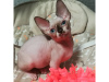 Photo №1. sphynx-katze - for sale in the city of Vakhshak | negotiated | Announcement № 9915