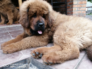 Photo №3. Tibetan mastiff. Russian Federation