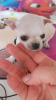 Photo №4. I will sell chihuahua in the city of Belgrade.  - price - negotiated