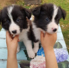 Photo №1. border collie - for sale in the city of Paris | negotiated | Announcement № 98328
