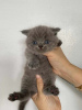 Photo №4. I will sell british shorthair in the city of Штутгарт. private announcement, breeder - price - negotiated