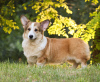 Photo №1. welsh corgi - for sale in the city of Dnipro | 1005$ | Announcement № 12238