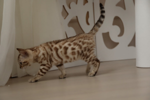 Photo №4. I will sell bengal cat in the city of Voronezh. breeder - price - 500$