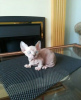 Photo №4. I will sell sphynx cat in the city of Флорида Сити. breeder - price - 740$