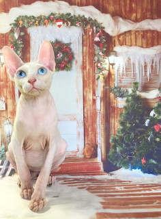 Photo №1. sphynx-katze - for sale in the city of Москва | negotiated | Announcement № 3142