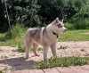 Photo №1. siberian husky - for sale in the city of Voronezh | 675$ | Announcement № 11609